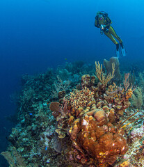 Reef Scuba Diving in Belize