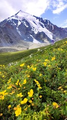 Fototapeta na wymiar landscape with yellow flowers