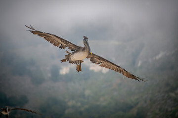 BROWN PELICAN ON LANDING APPRAOCH - CARMEL CALIFORNIA