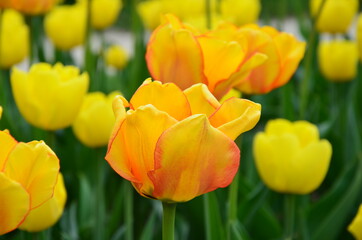 Yellow and orange tulips in a park