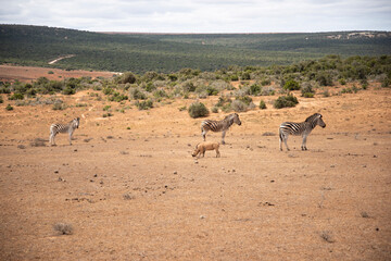 wildebeest in the savannah