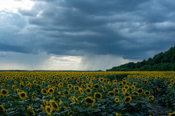 sunflower field before rain