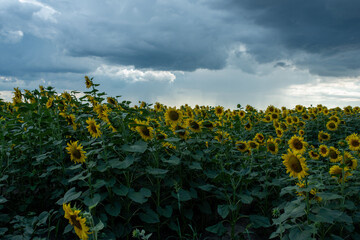 field of sunflowers in the summer