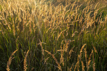 wheat field in the morning