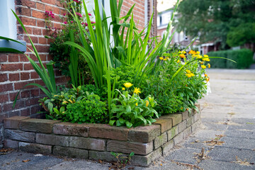 Close up of a green facade garden for climate adaptation in Groningen