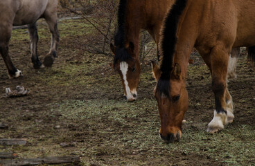 chestnut or bay horse, creole horses grazing on a farm