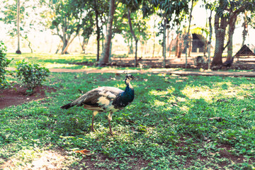 female peacock on the lawn in the park