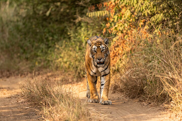 wild royal bengal tiger walking head on portrait in wildlife safari at ranthambore national park or tiger reserve rajasthan india - panthera tigris tigris