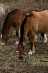 Naklejka na ściany i meble two chestnut horses with their haunches on the ground eating grass
