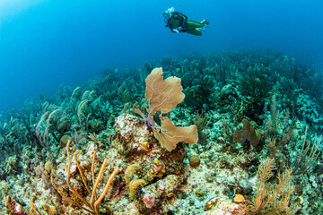 Fototapeta na wymiar Scuba diving in Belize