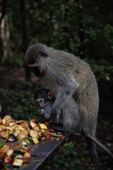 japanese macaque sitting on a branch