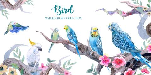 Beauty budgerigar and parrot watercolors in a jungle with a set of curved branches and flower.  © weeramix