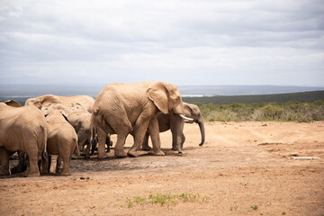 Fototapeta premium elephants in the wild