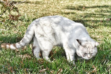 Naklejka na ściany i meble white cat resting on the grass