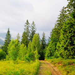 Fototapeta na wymiar Coniferous forest, a meadow and a country road. Carpathians in the summer.