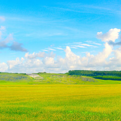 Green wheat field and blue sky.