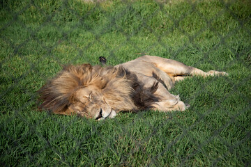 lion cub and lioness