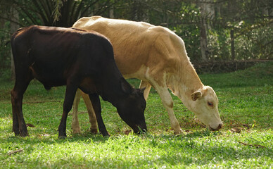 Naklejka na ściany i meble Thai caws eating fresh grass in farmland, Livestock in the countryside of Thailand
