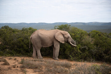 Obraz premium elephant