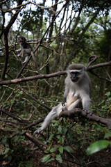 japanese macaque sitting on a branch
