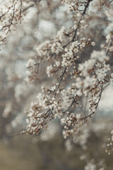 Minimal spring nature scene with white blossoming cherry tree branches in sunlight. Abstract blurred web banner background. Soft selective focus