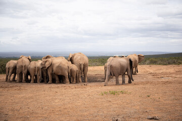Obraz premium elephants in the savannah