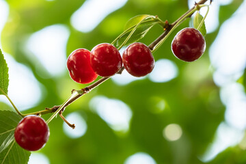 Ripe red cherries hanging in on a blurred background of green leaves and sky. Harvest berries. 
