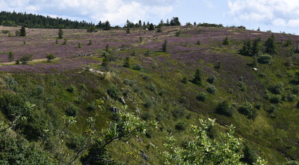 R&eacute;serve Naturelle de Tanet-Gazon du Faing