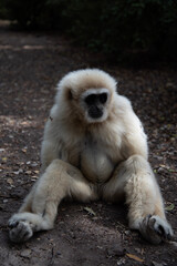 a long macaque
