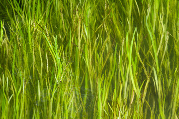 Obraz premium long green grass meanders in the river