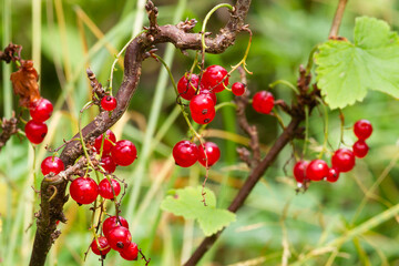 ripe red currant berries grow on a bush
