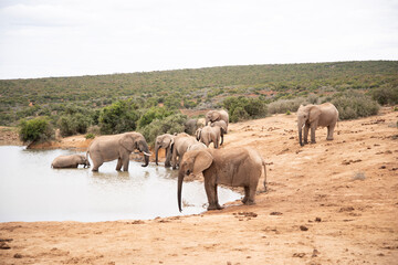 Obraz premium herd of elephants