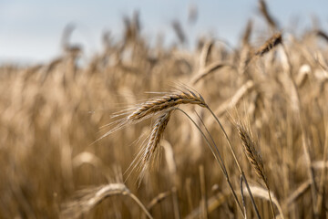 La moisson dans les champs