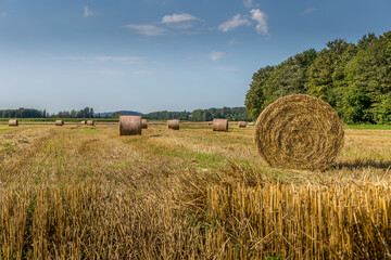 Fototapeta premium La moisson dans les champs
