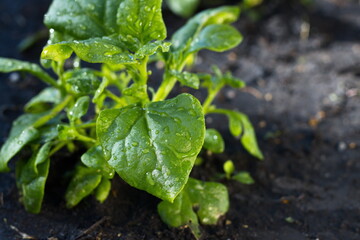 Growing spinach. Close-up.  New Zealand spinach growing in open ground. 