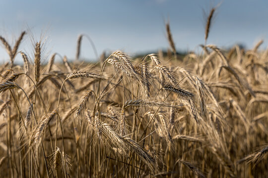La moisson dans les champs
