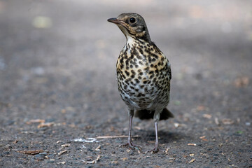 little bird on the grass