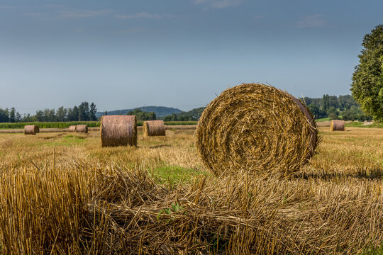 La moisson dans les champs