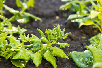 Growing New Zealand spinach. Close-up. Spinach growing in open ground. 