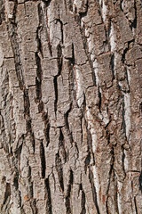Fototapeta premium poplar bark