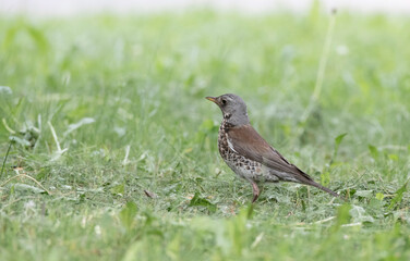 little bird on the grass