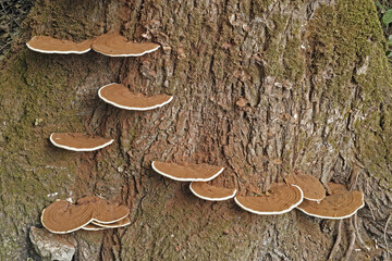 poplar trunk with mushrooms