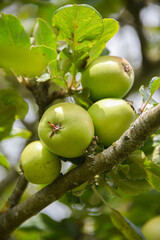 Apples on an Apple tree in a forest in the Basque Country, Spain