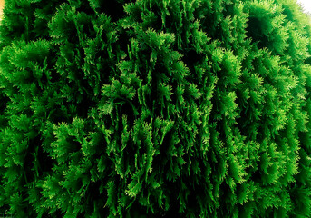 green moss background green leaf 