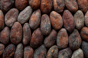 cocoa (cacao) bean