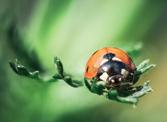 Marienkäfer auf Blatt vor grünem Hintergrund
