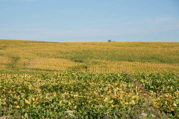 Fototapeta na wymiar Soybean production field