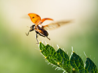 Marienkäfer in Bewegungsschärfe beim Abflug