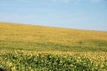 Soybean production field