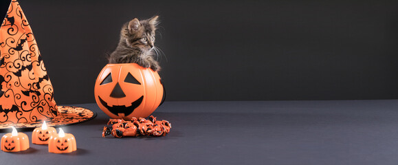 A Halloween cat sits in a bucket of pumpkin for candy. Long banner on a black background place for text copy space.